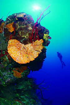 Belize-Belize Coast-Adventures  in Belize